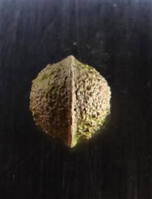 Endocarp
